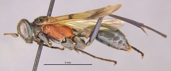 Media type: image;   Entomology 26604 Aspect: habitus lateral view